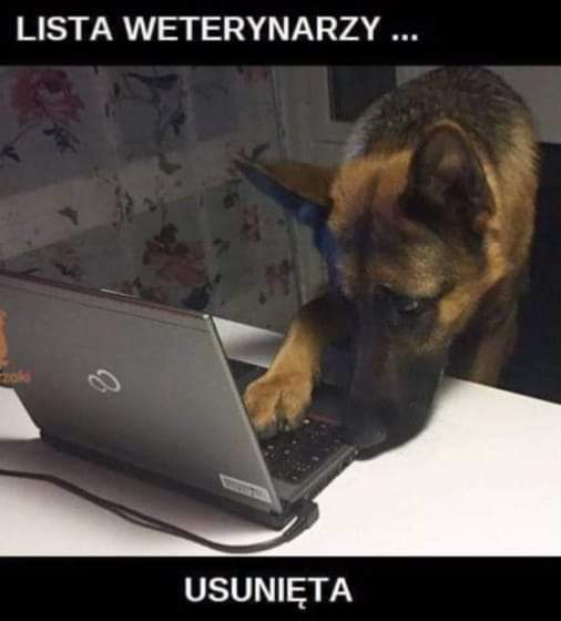 Dobermania - Trening kooperacyjny z psem (medyczny) 
