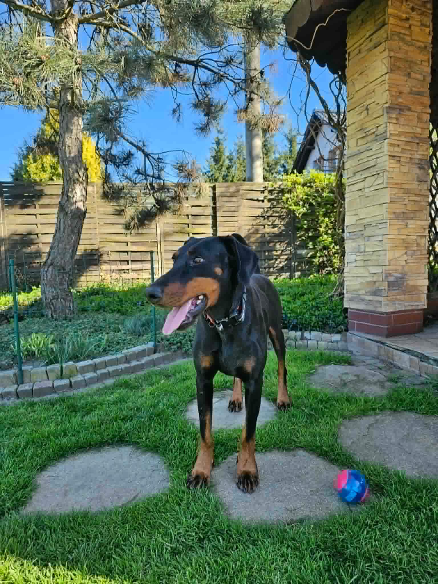 Dobermania - Luna 