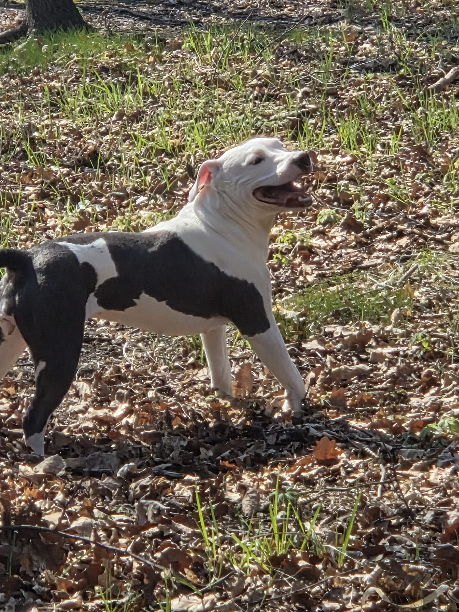 Dobermania - Ogonek 