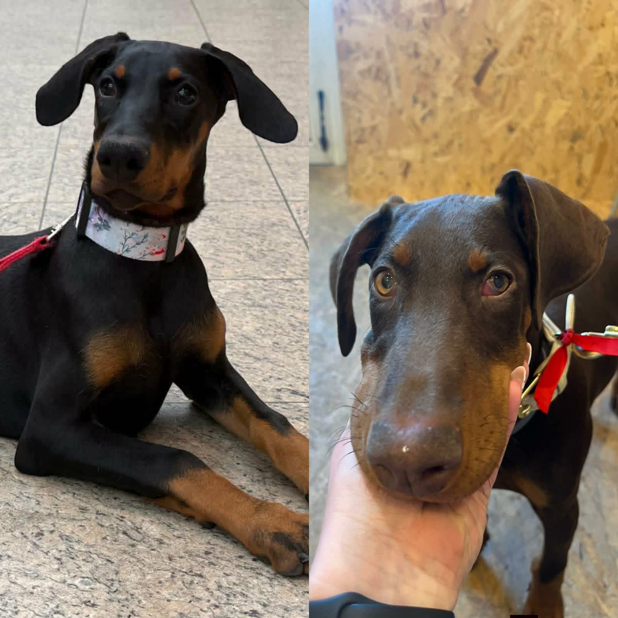 Dobermania - Rubby i Lizzy 