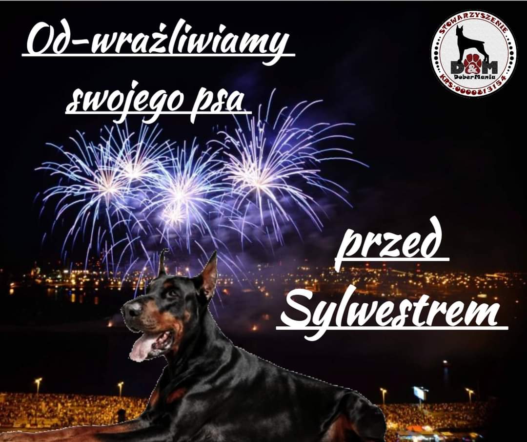 Dobermania - Odwrażliwianie psa przed Sylwestrem 