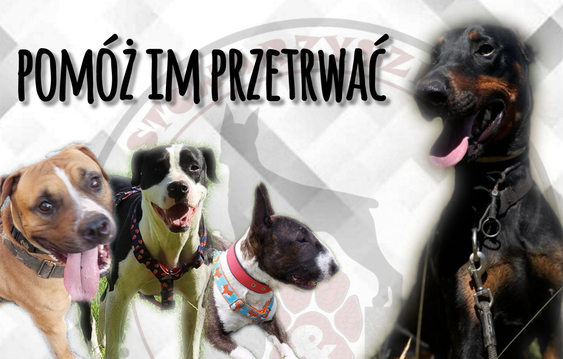 Dobermania - Potrzebujemy pomocy w spłacie zadłużenia 