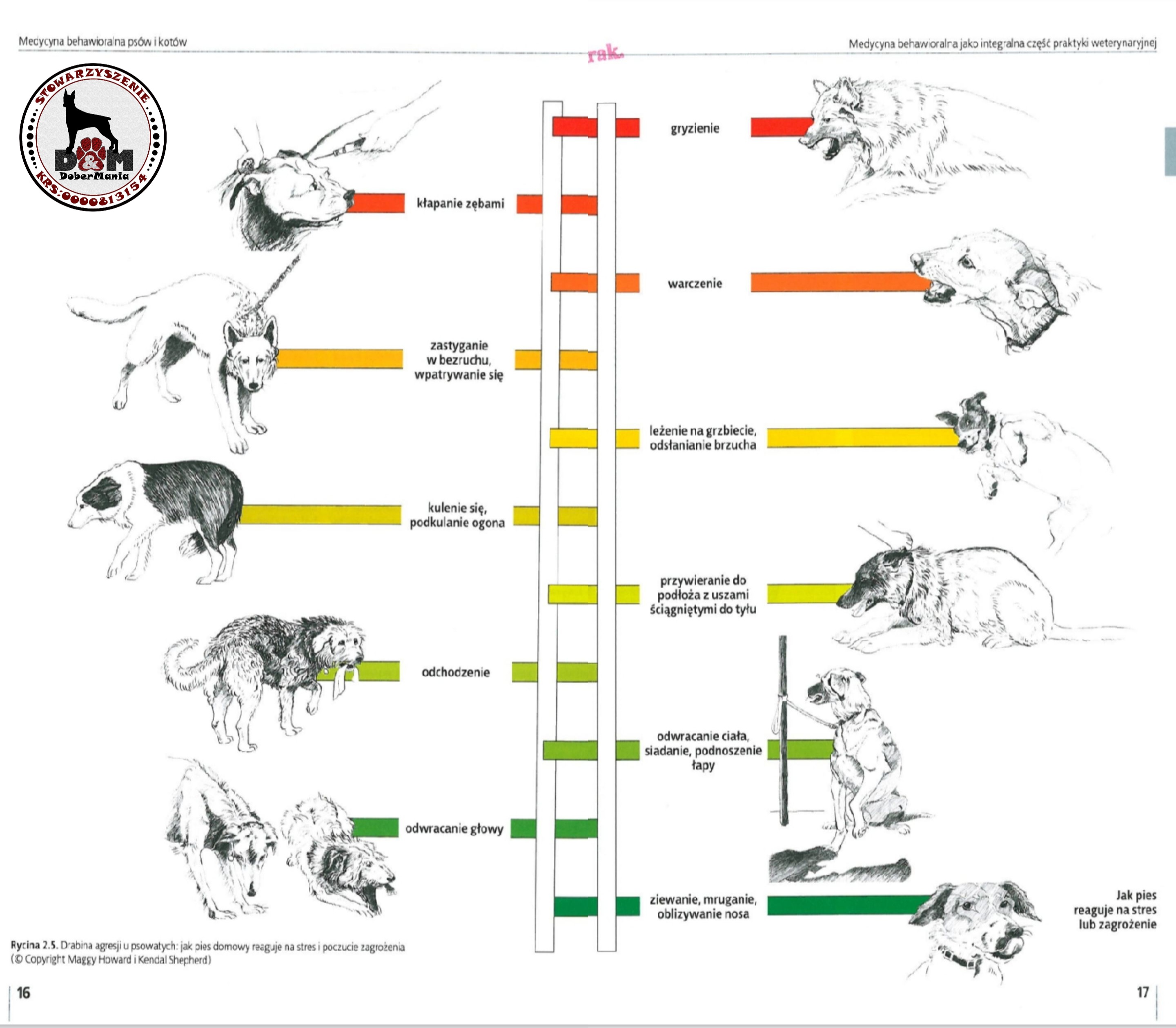 Dobermania - Agresywny pies powiadasz ? Drabina Komunikacji 