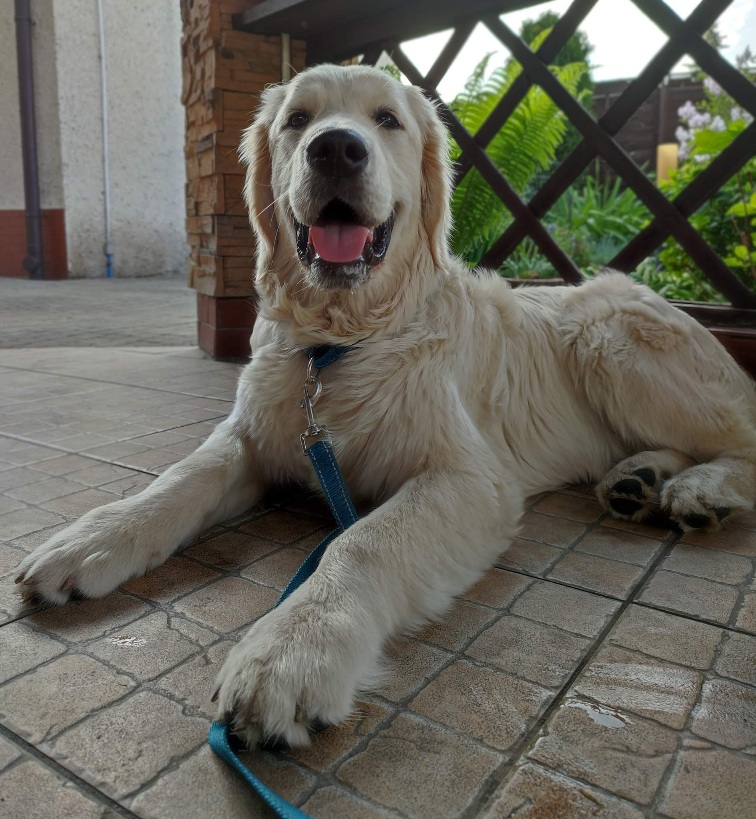 Dobermania - Ratujmy nóżki Lemonka 