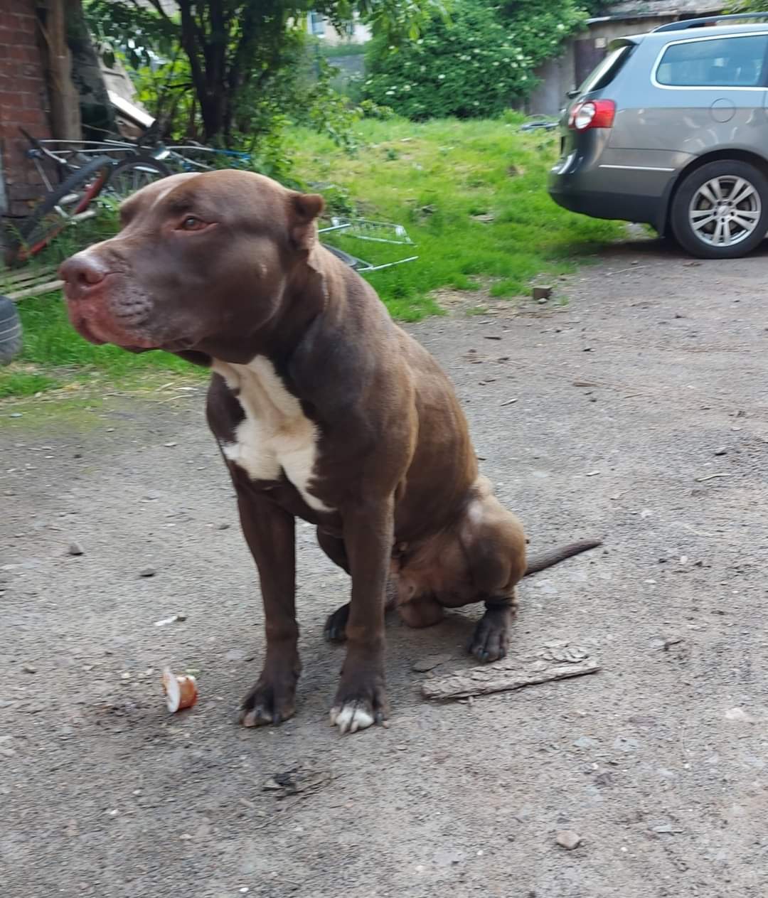 Dobermania - Zgłoszenia o sprawdzenie warunków psa