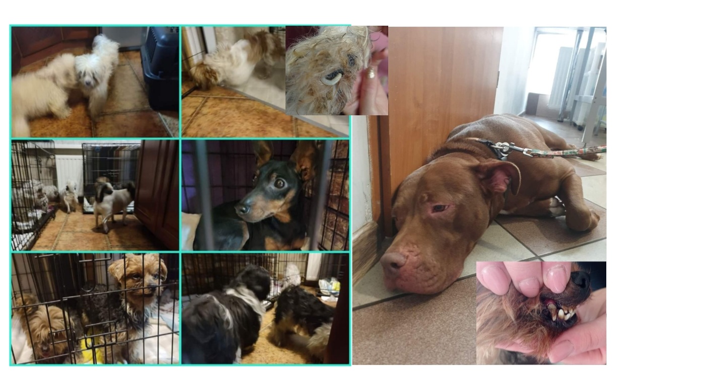 Dobermania - Parszywa Dwunastka na zbiórce 