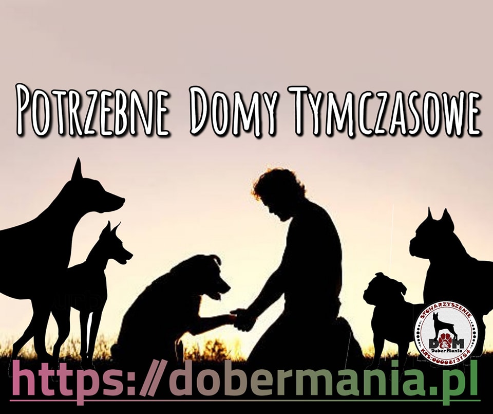 Dobermania - Szukamy domów tymczasowych dla psów 