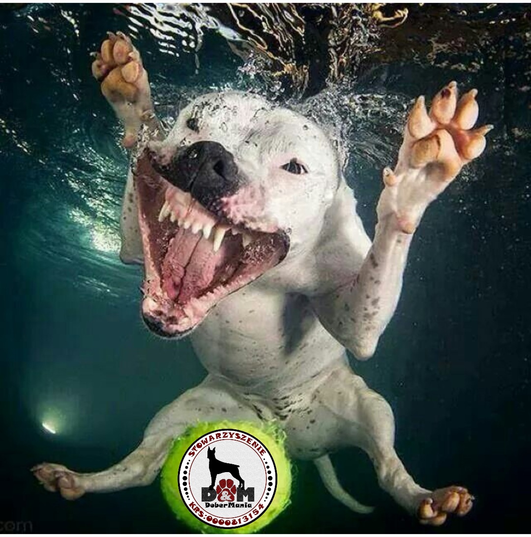 Dobermania - Upał i Zimna woda 