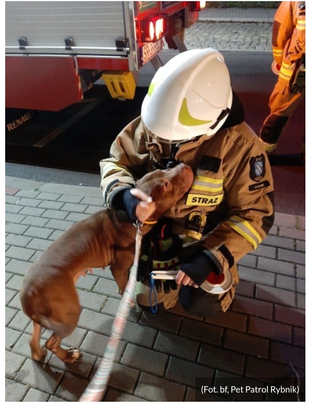 Dobermania - PILNA POMOC DLA PSÓW Z INTERWENCJI 