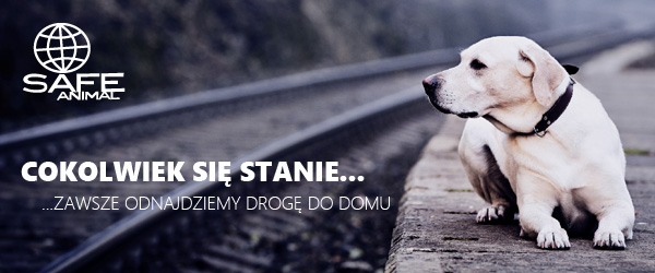 Dobermania - Chroń swojego pupila, zachipuj i zarejestruj go w Safe-Animal 