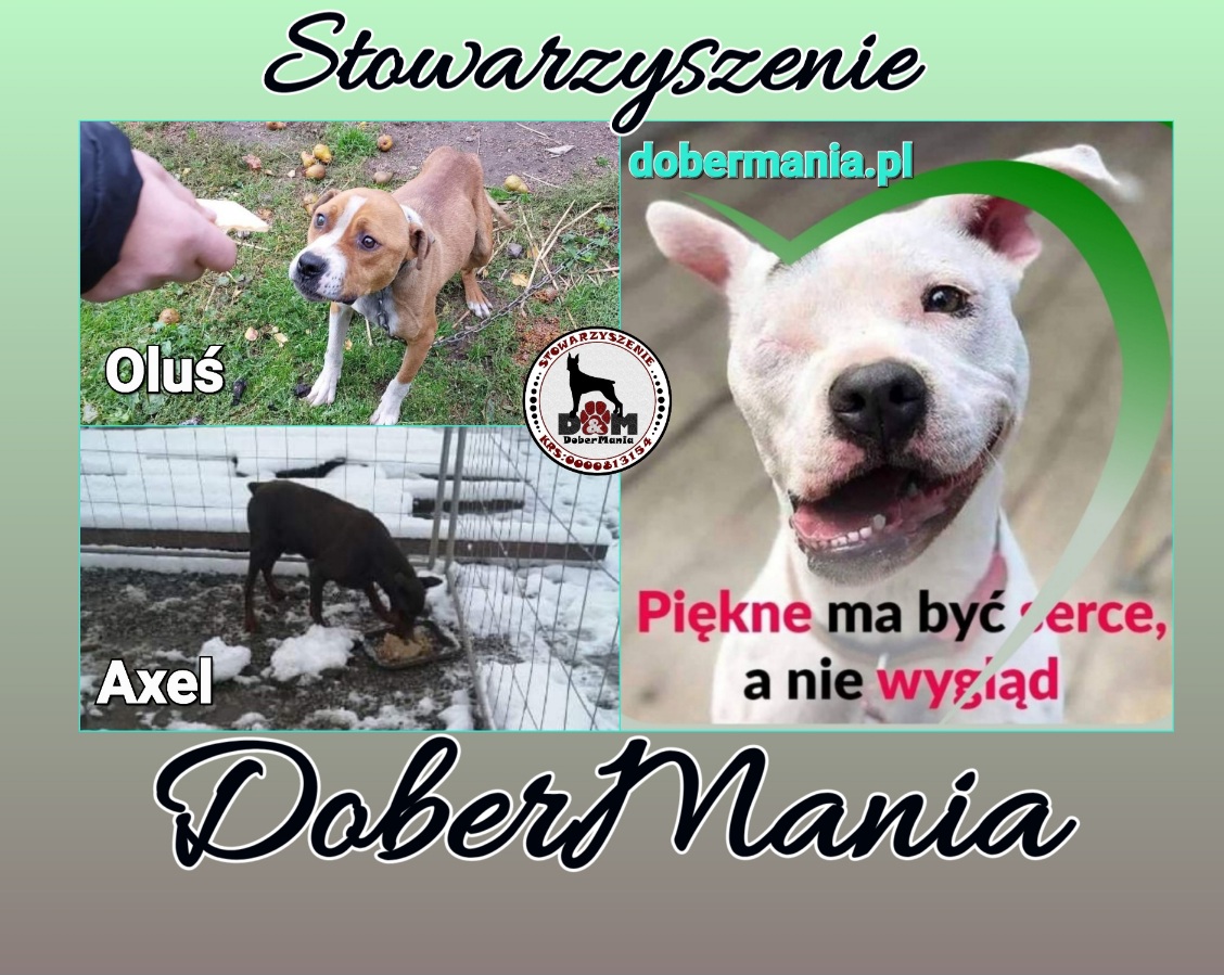 Dobermania - Nie odpuszczamy pomagamy, mimo że są długi 