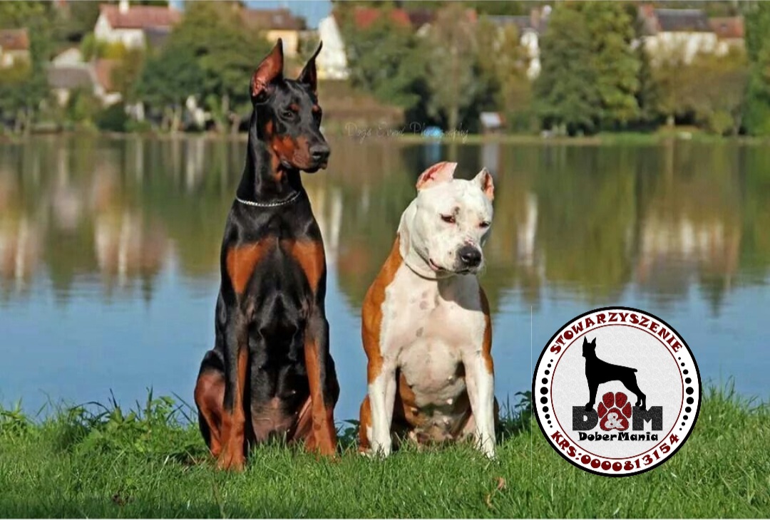 Dobermania - Międzynarodowy Dzień Psa 26.08.2022