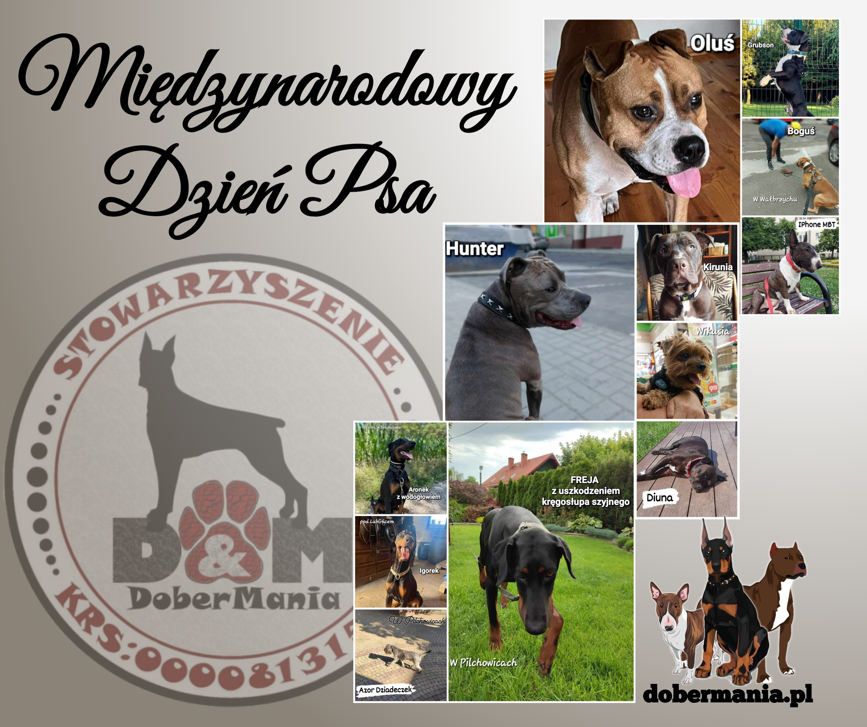 Dobermania - Międzynarodowy Dzień Psa 26.08.2023 r 