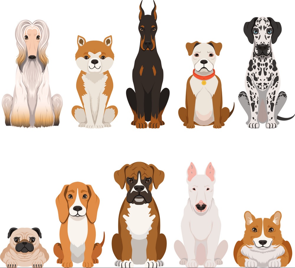 Dobermania - Domy tymczasowe i wolontariat 