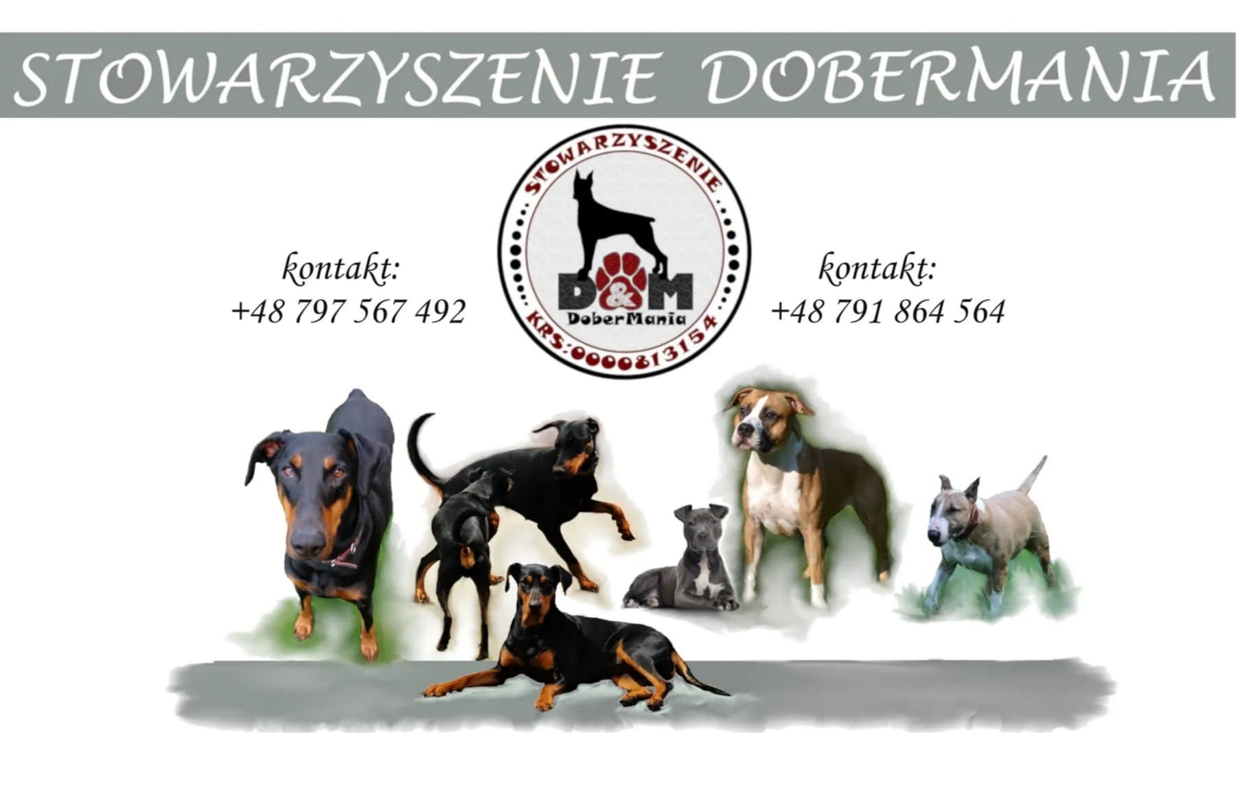Dobermania - adopcje dobermanów i TTB
