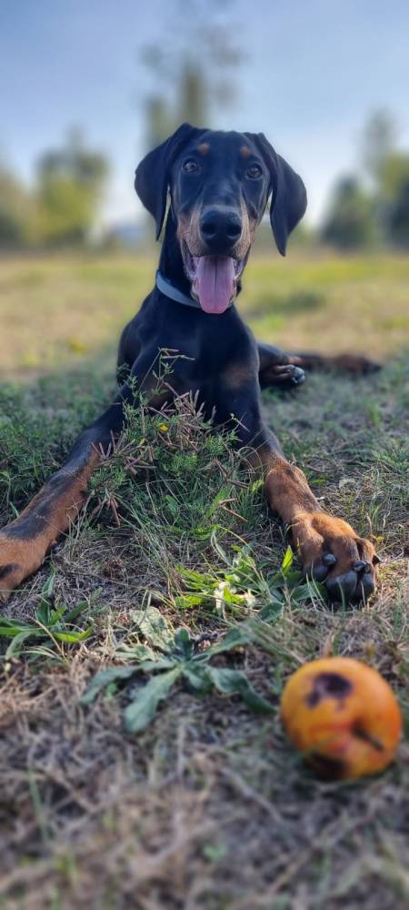 Dobermania - Alfa - ogłoszenie grzecznościowe