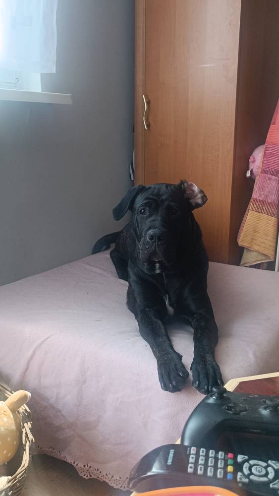 Dobermania - Kora - ogłoszenie grzecznościowe