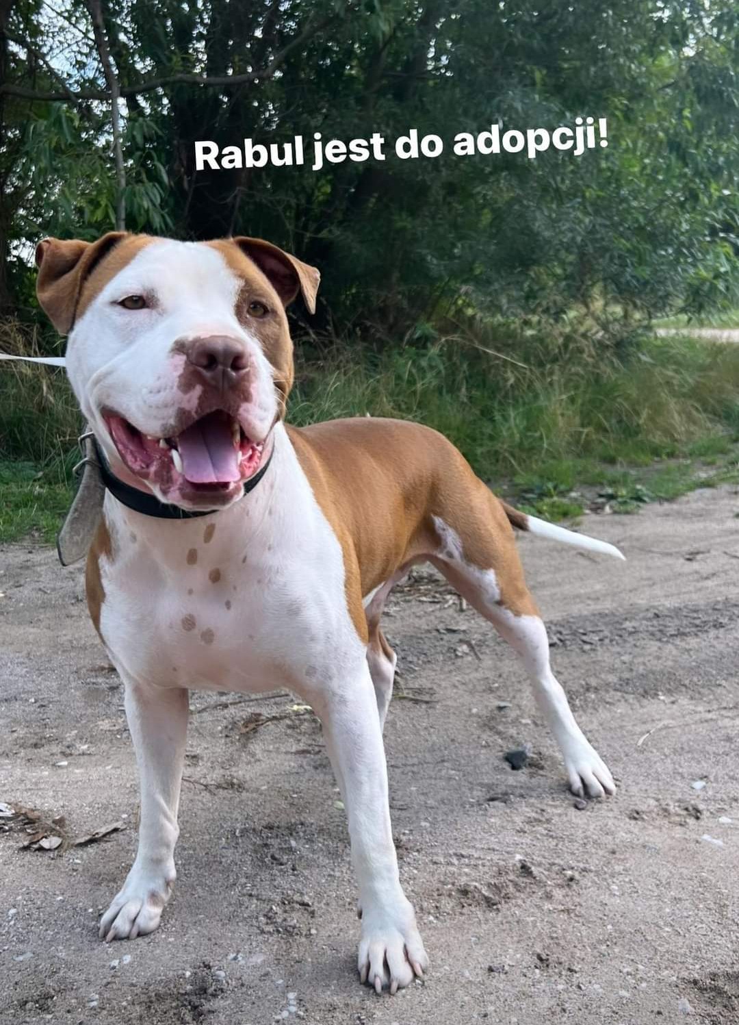 Dobermania - Rabul  - ogłoszenie grzecznościowe