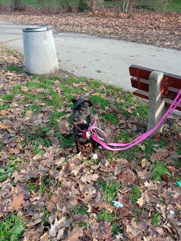 Dobermania - IRIS (Ajris)