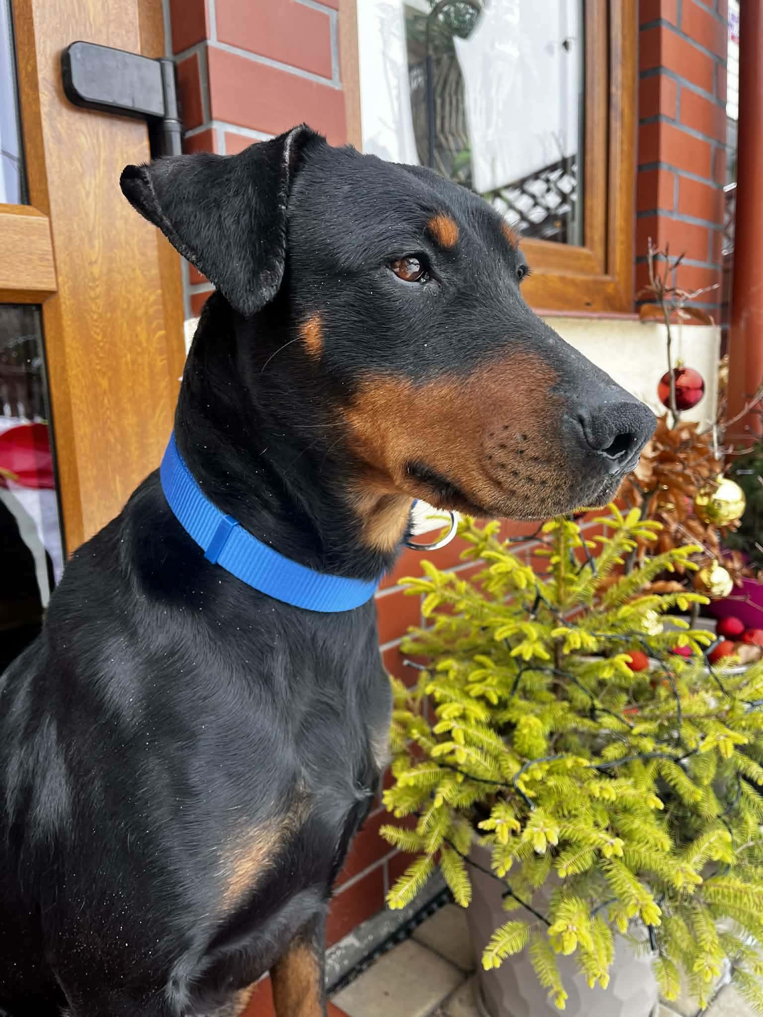 Dobermania - Sunia z kojca