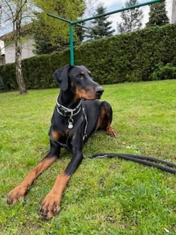 Dobermania - Zeus
