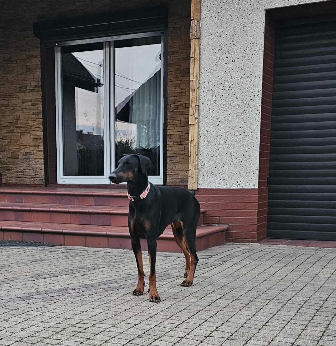 Dobermania - Zira