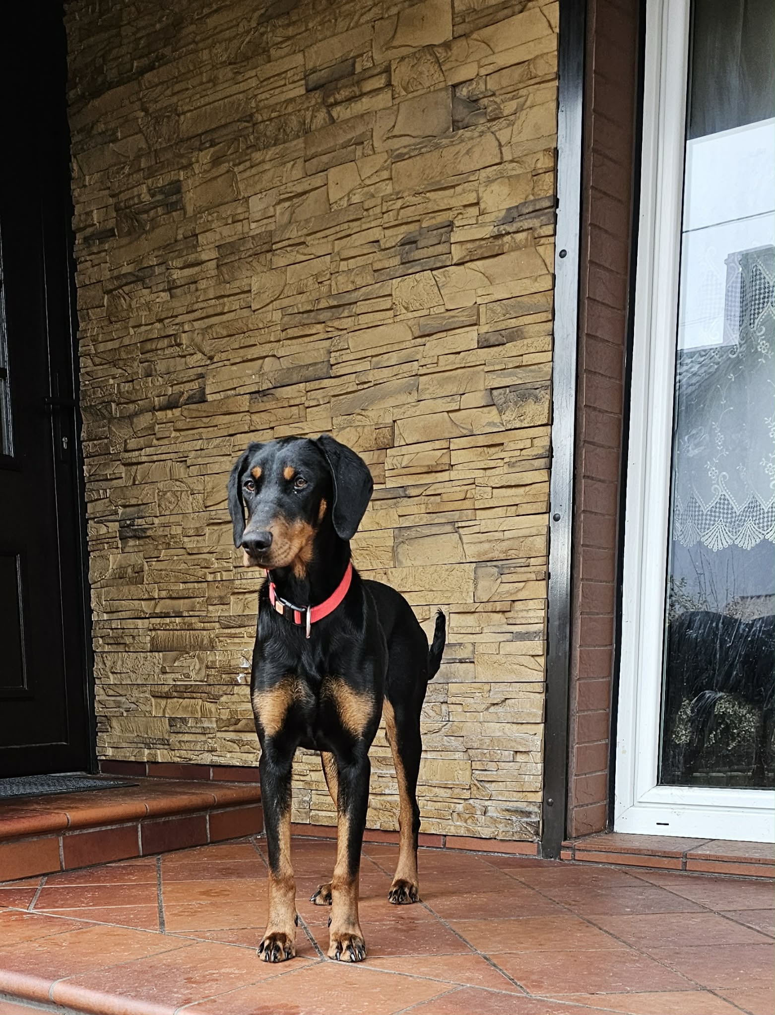 Dobermania - Frotka - Do adopcji