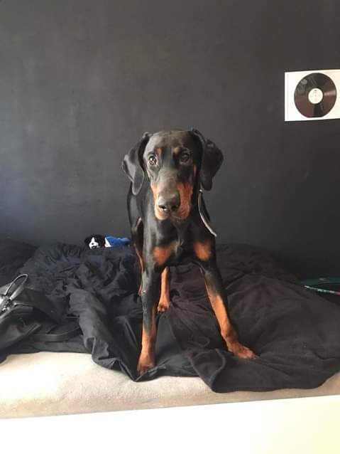 Dobermania - Ramzes 