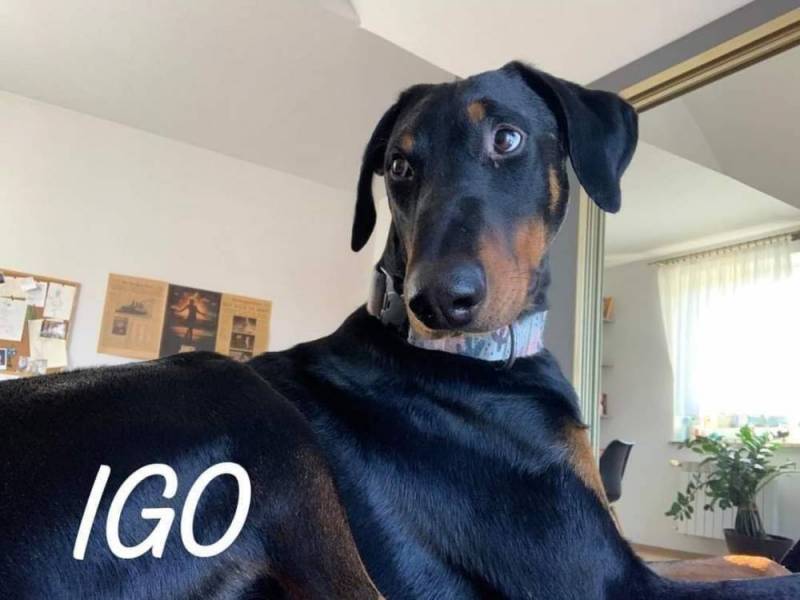 Dobermania - Igo