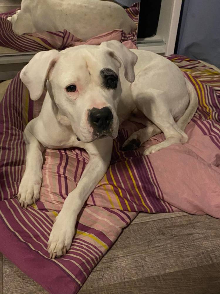 Dobermania - Romeo (Majki) 