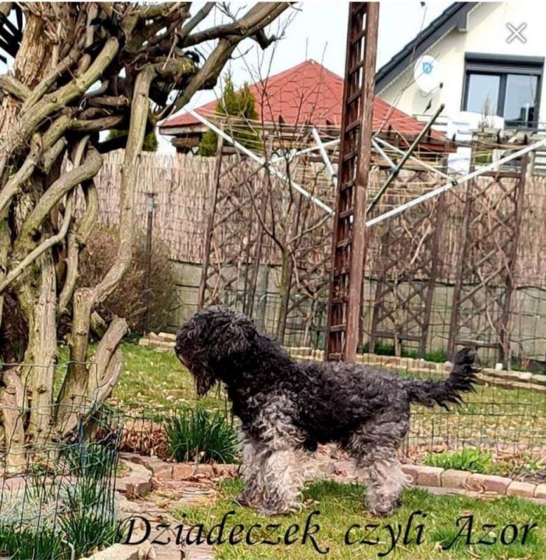 Dobermania - Azor - Za TM