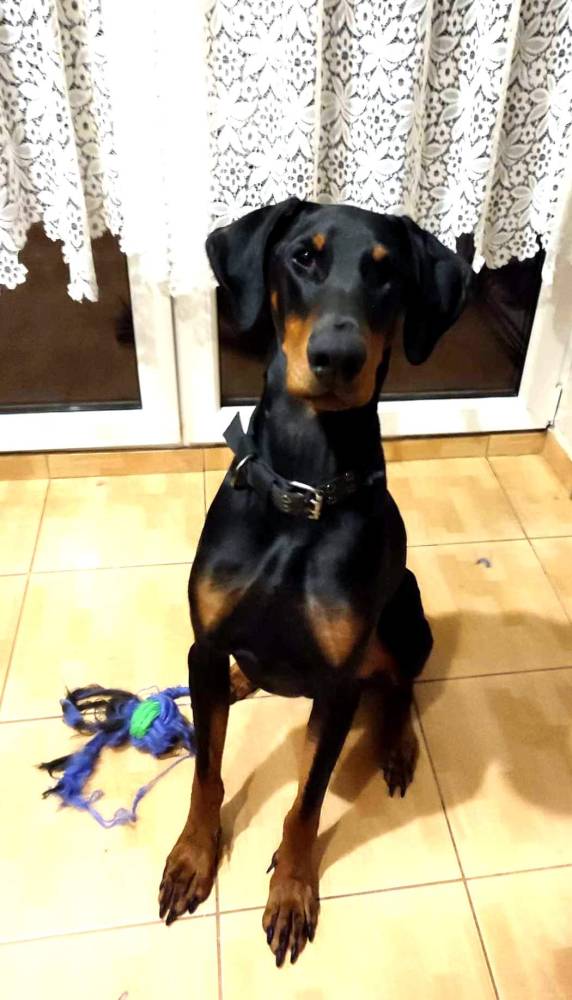 Dobermania - Czarli/Uzi 