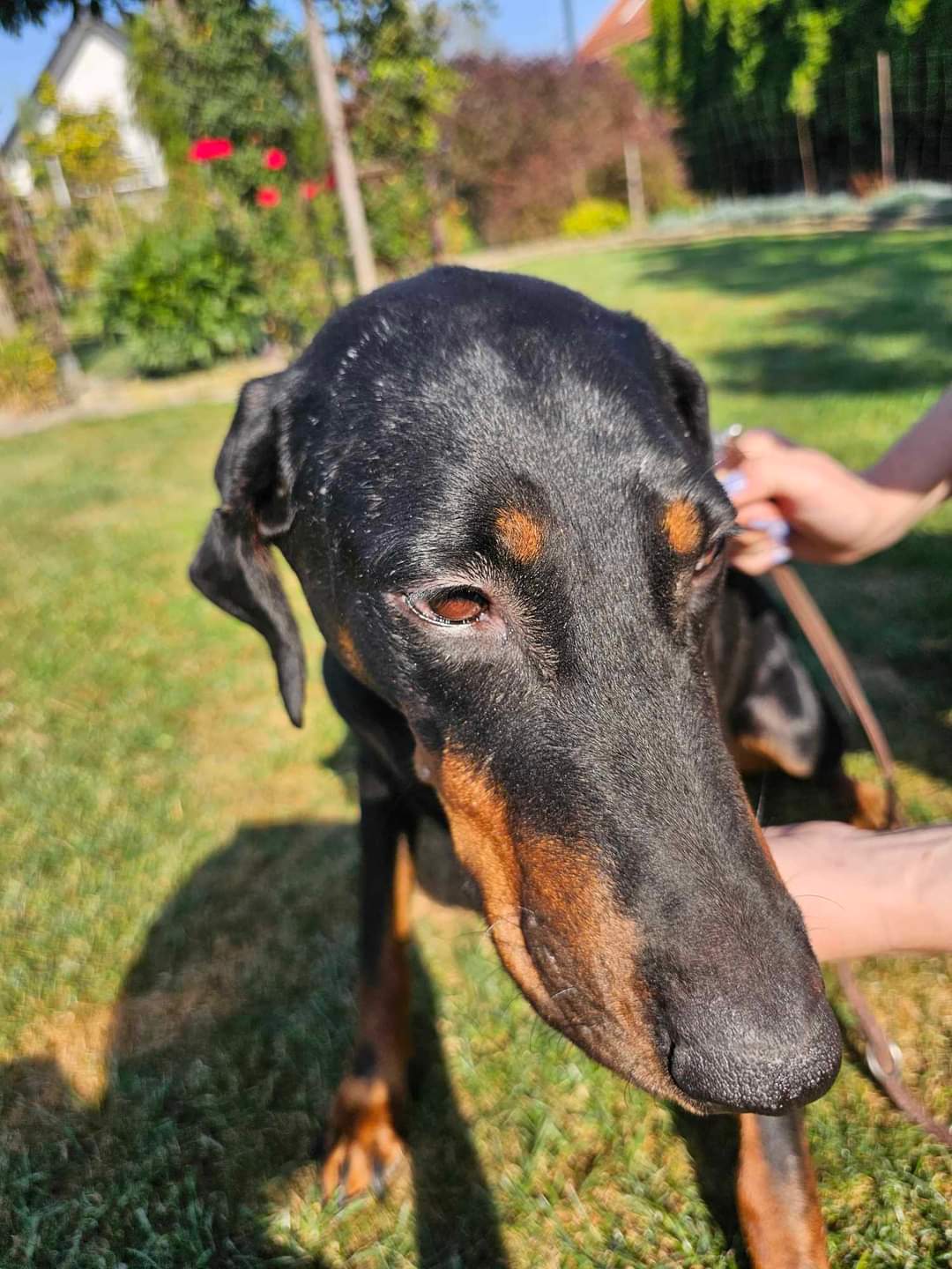 Dobermania - Bida z kojca