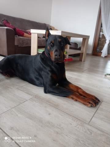 Dobermania - Gobi 