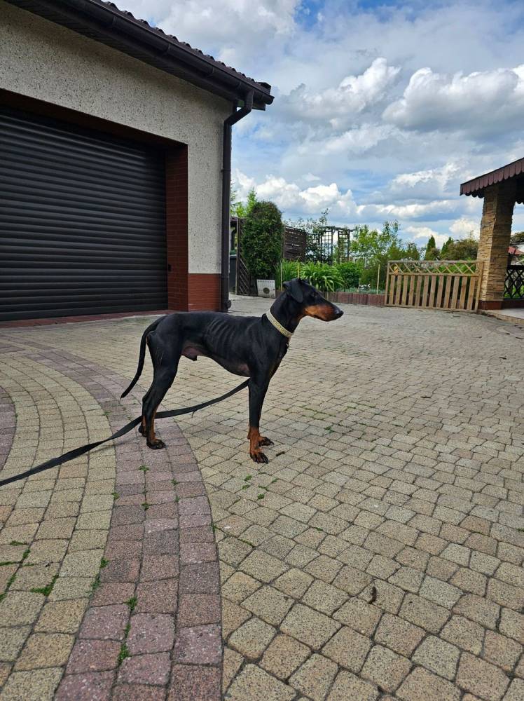 Dobermania - Harry 