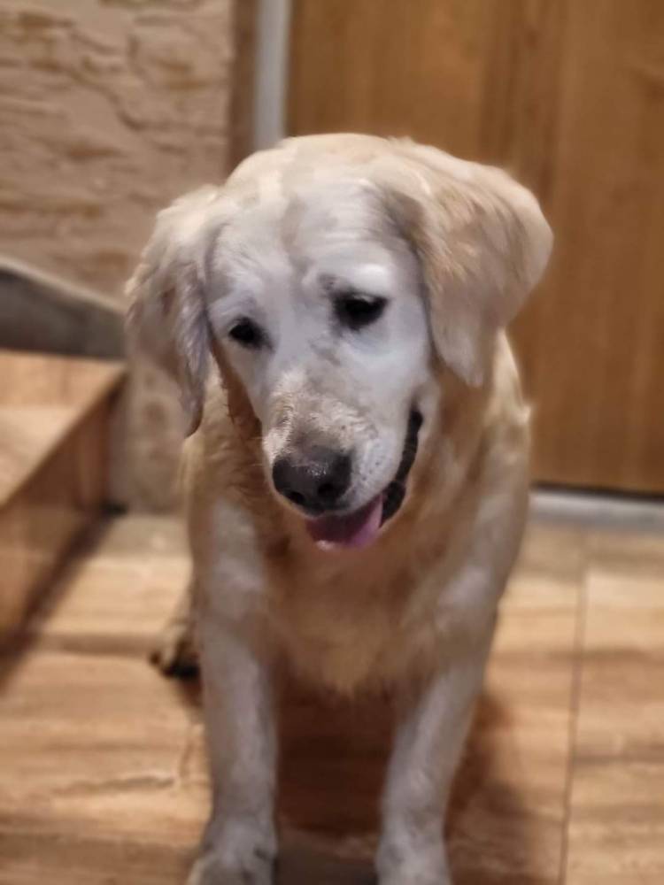 Dobermania - Felicja