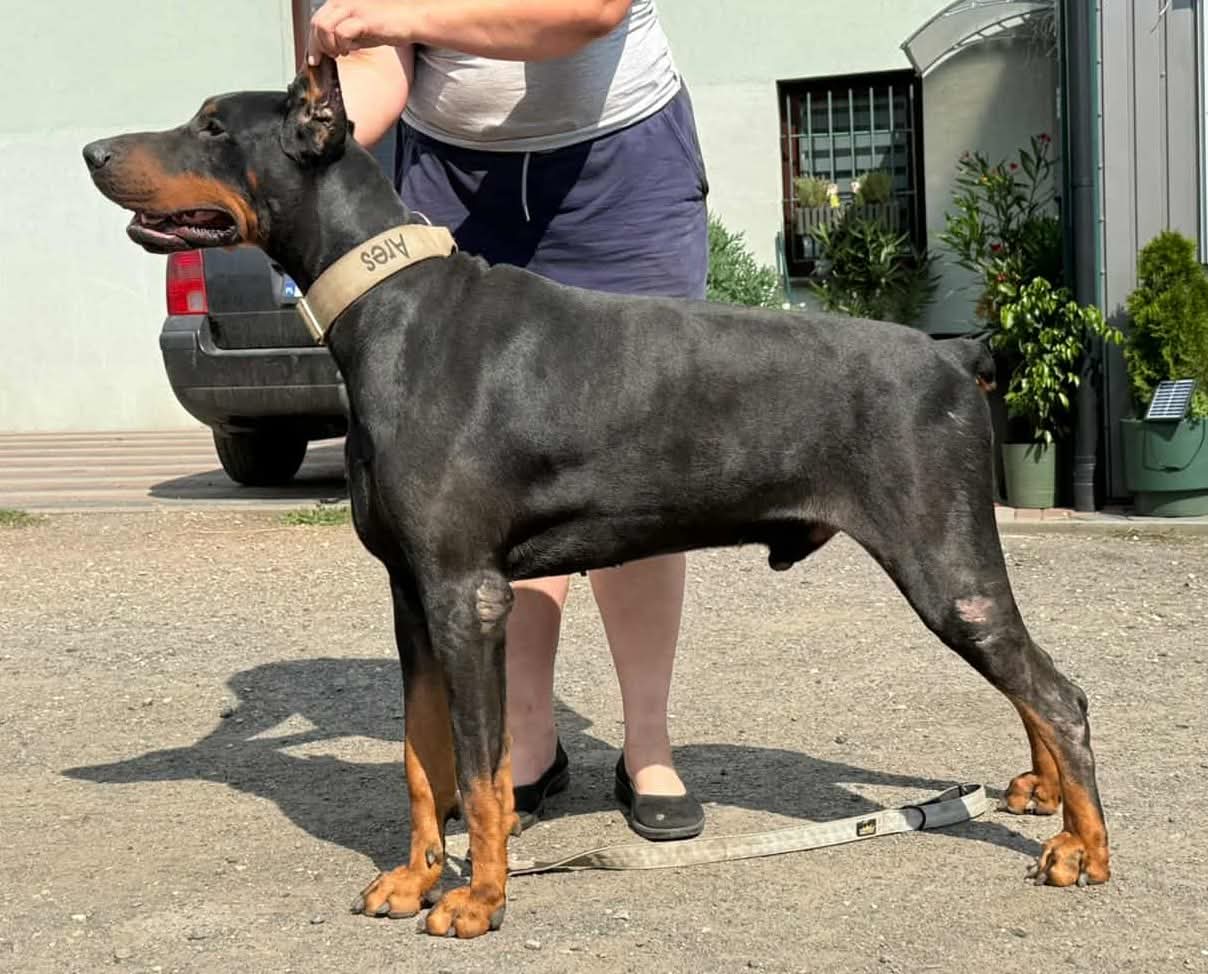 Dobermania - Ares