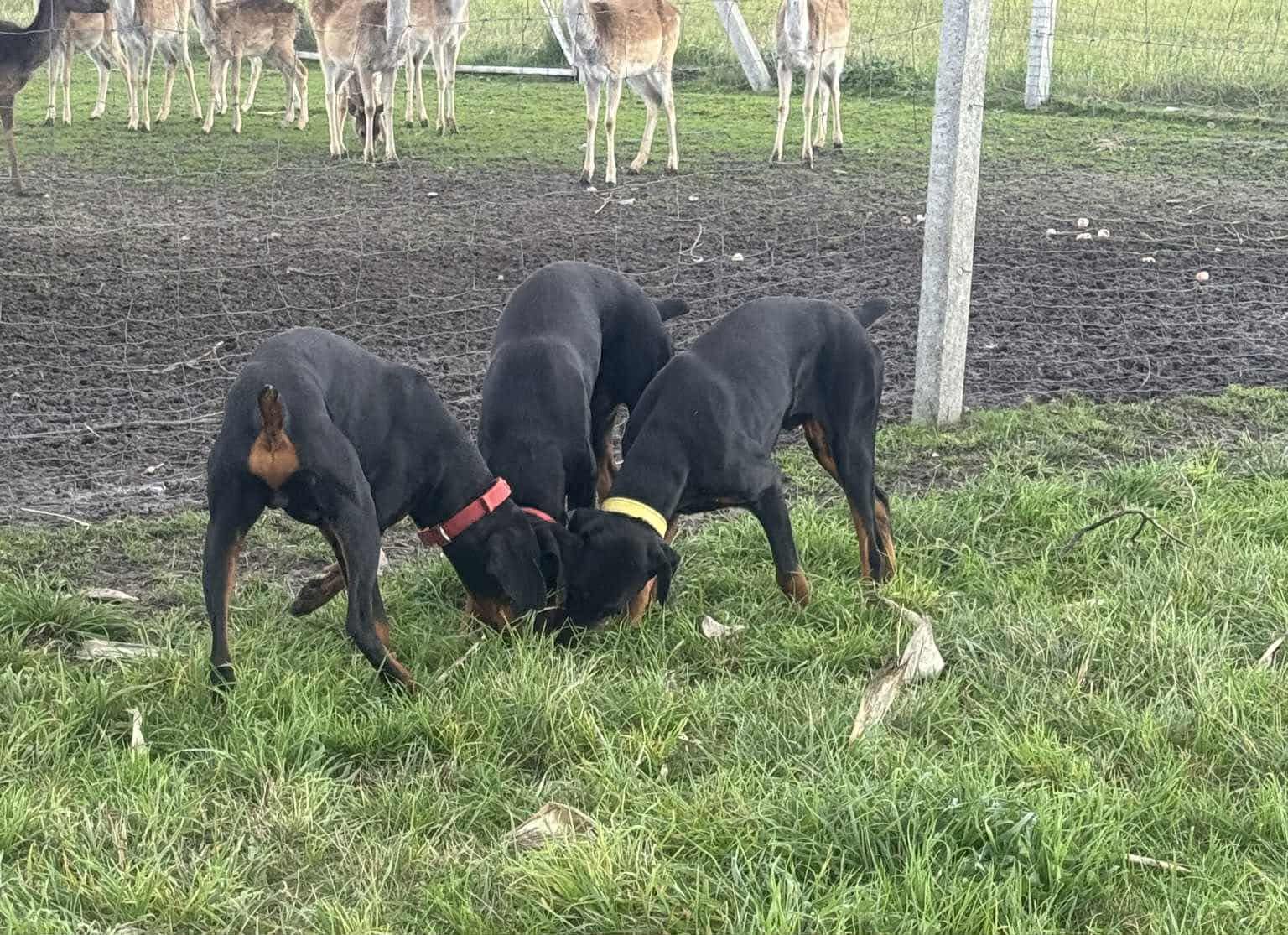 Dobermania - Trojaczki 