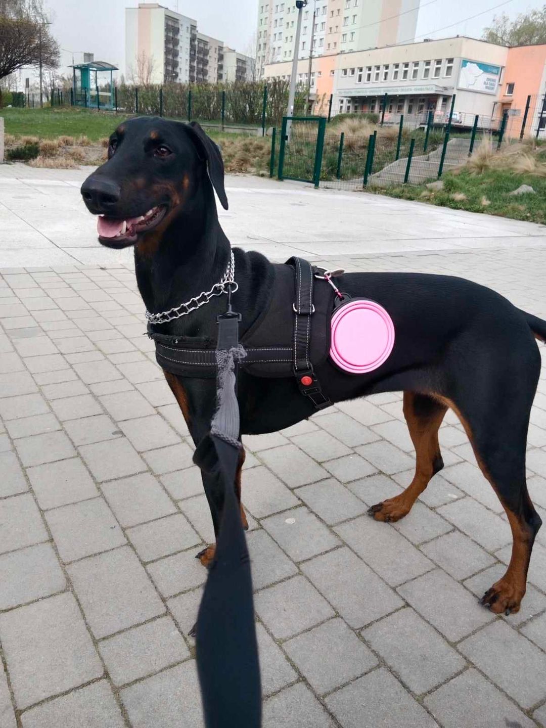 Dobermania - Zira