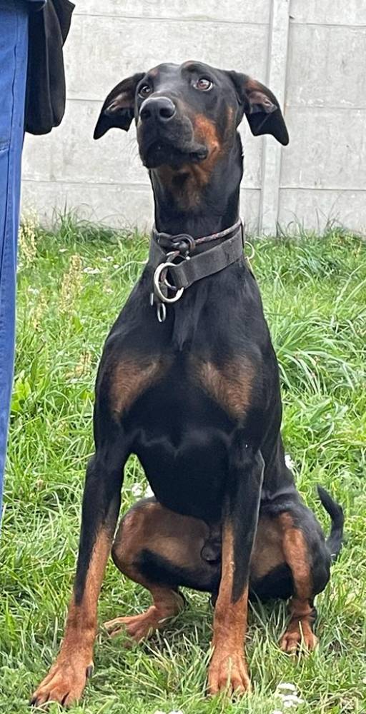 Dobermania - Aron 