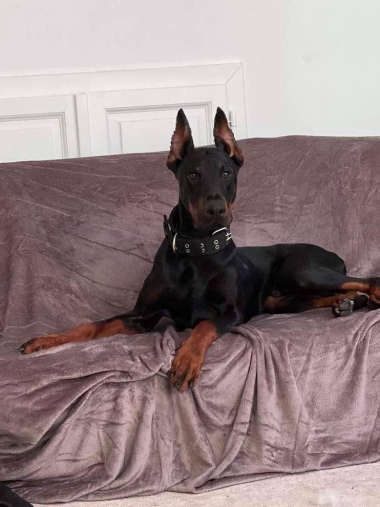 Dobermania - Gonzo - Mareczek 