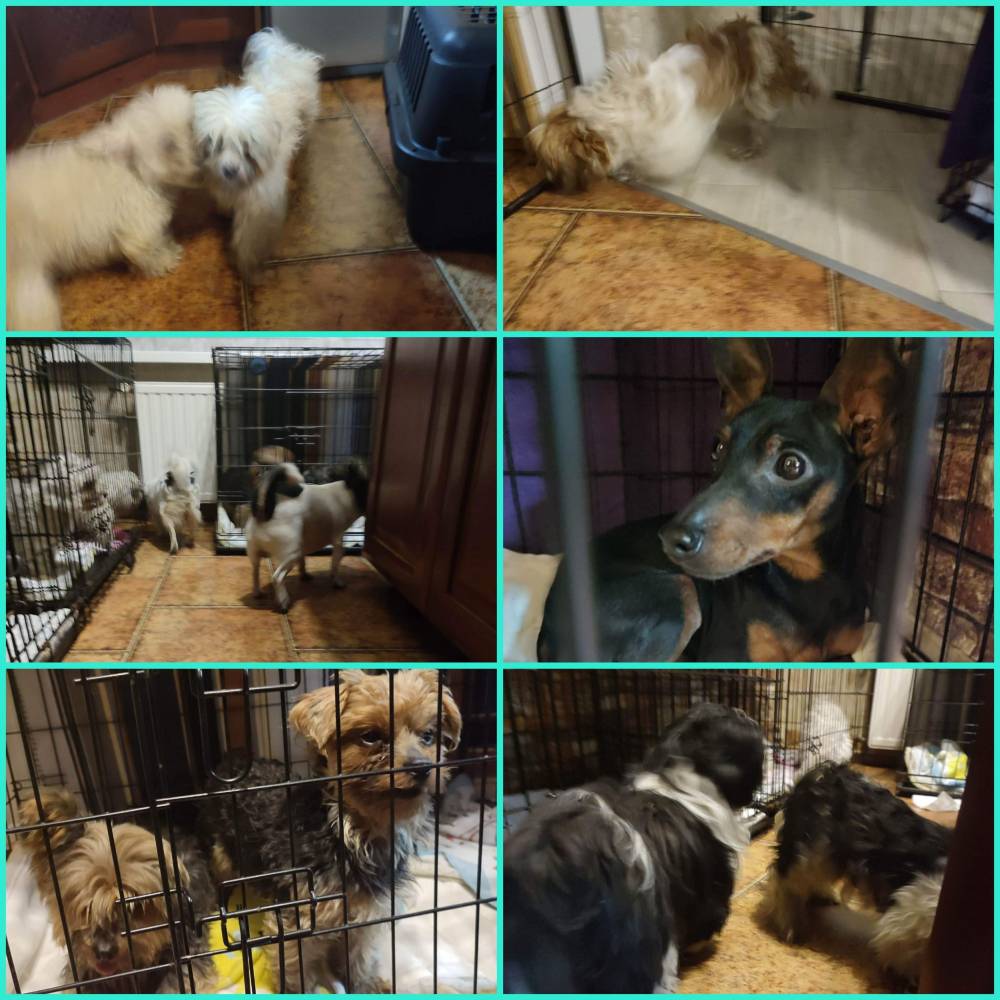 Dobermania - Psiaki z pseudohodowli 