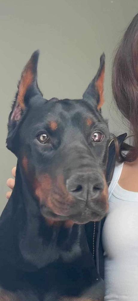 Dobermania - Zeus 