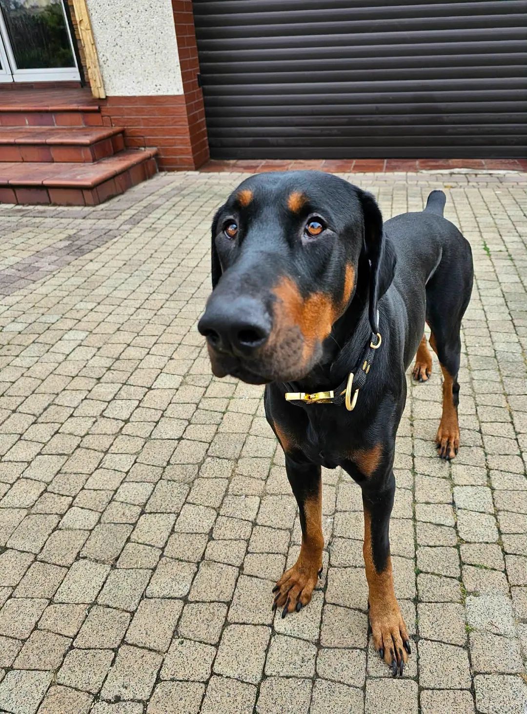 Dobermania - Elio 