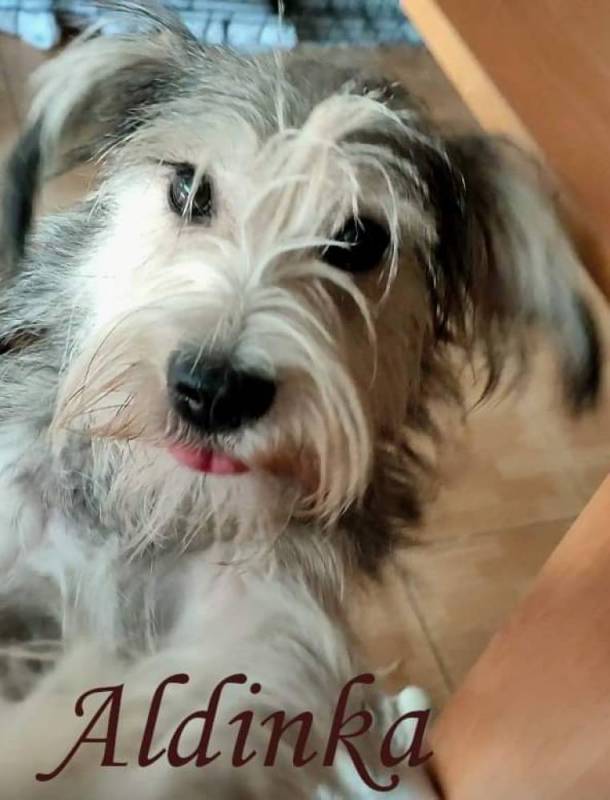 Dobermania - Aldinka 