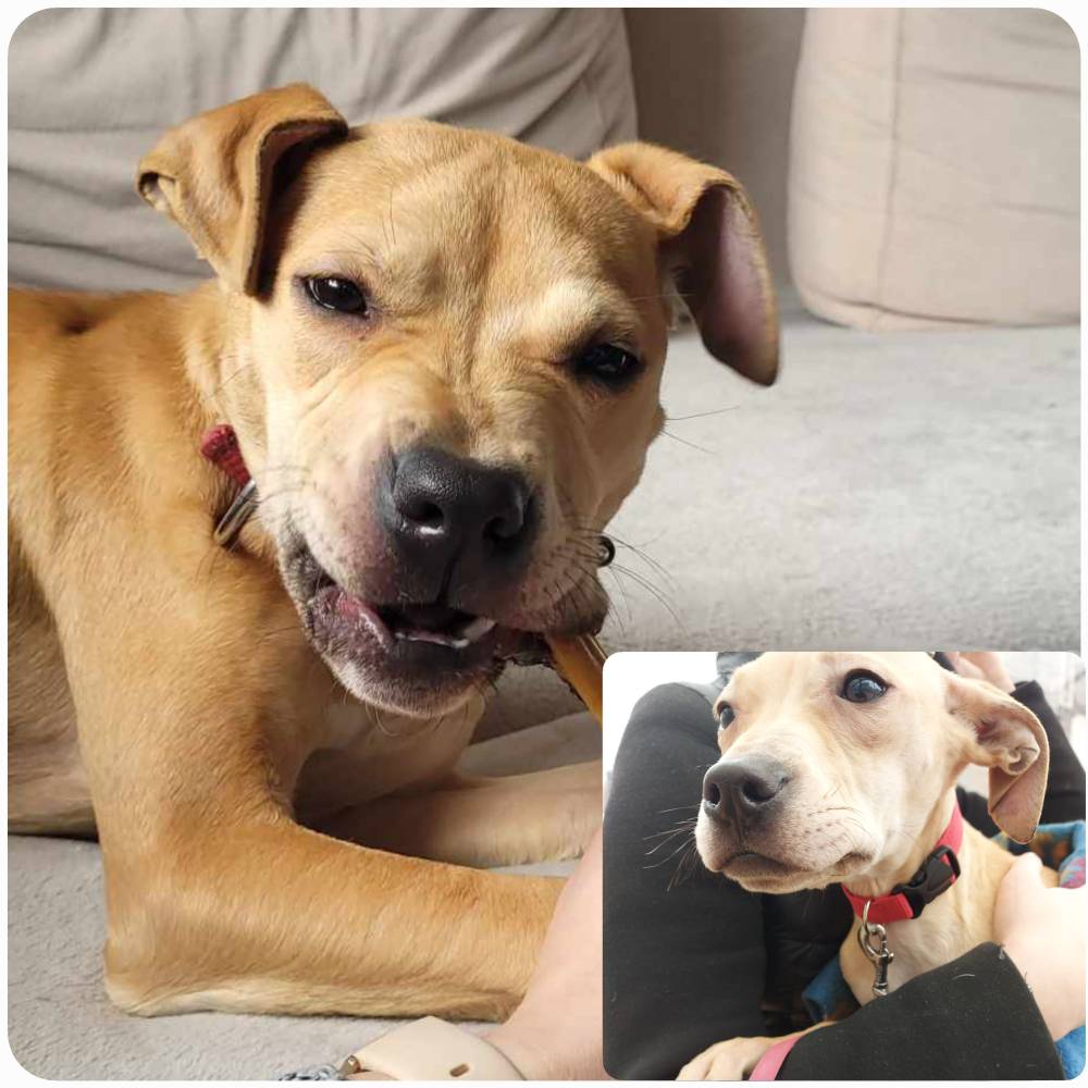 Dobermania - Vena & Kostka