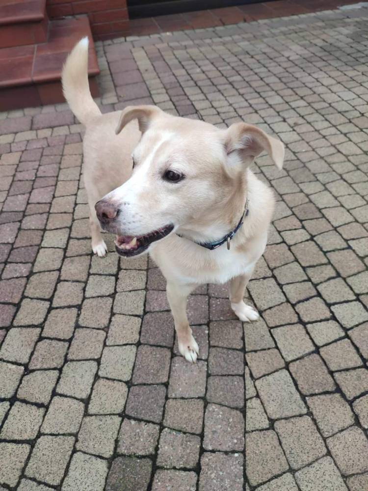 Dobermania - Nelcia - Do adopcji