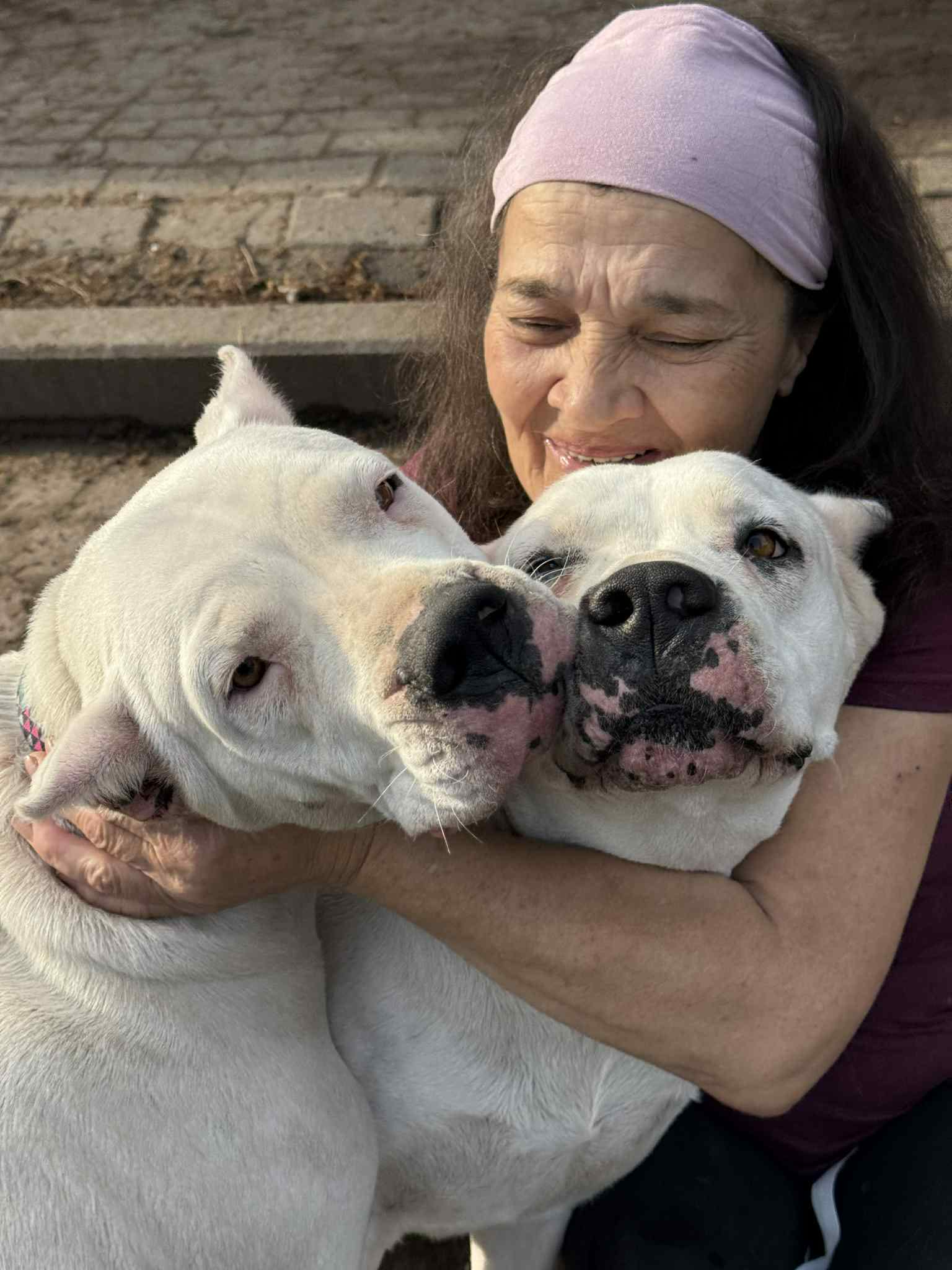 Dobermania - Rysia dogo argentino