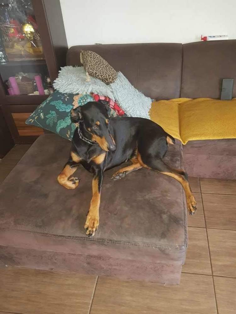 Dobermania - Kora