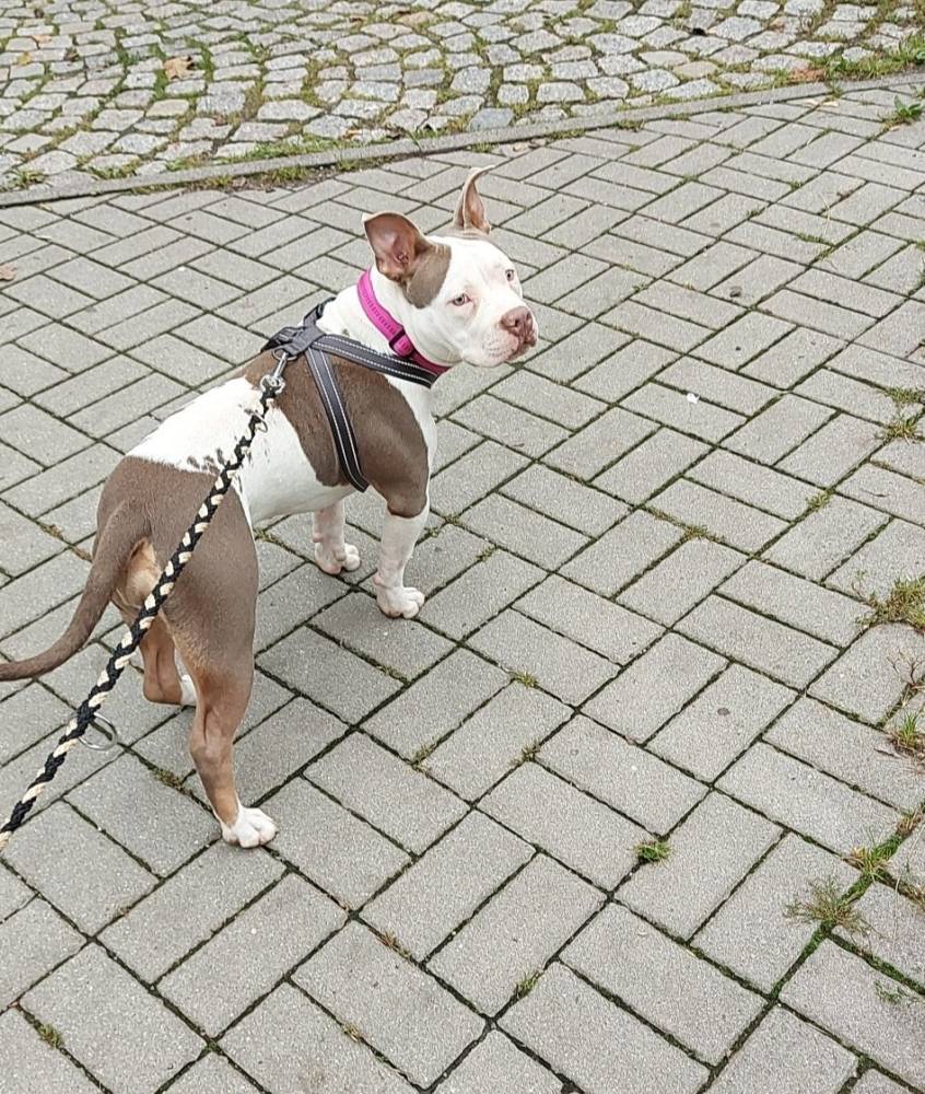 Dobermania - Tequila 